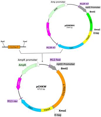 The construction and evaluation of secretory expression engineering bacteria for the trans-Cry3Aa-T-HasA fusion protein against the Monochamus alternatus vector